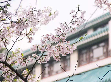 2019武汉大学看樱花在哪预约 2019年武大樱花时间及预约方式