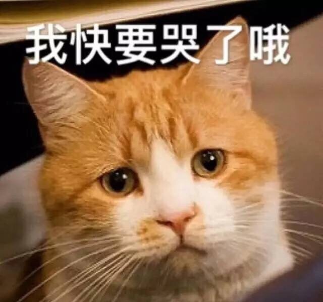 人民的猫奴表情包大全