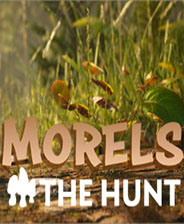 羊肚菌狩猎Morels: The Hunt