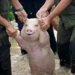 从台风中救出来的猪被做成表情包完整版