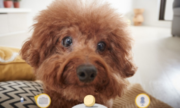 Furbo app